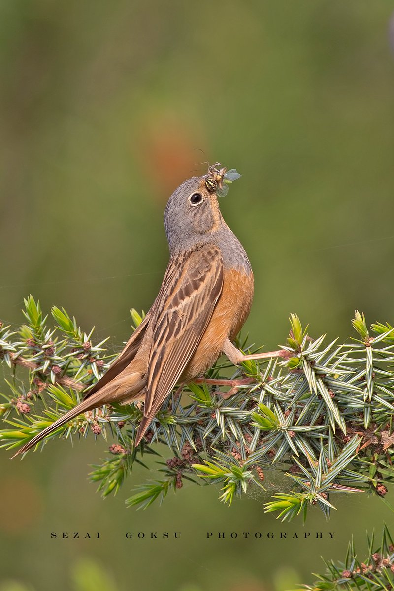 #HaftanınKuşu Kızıl kirazkuşu (Emberiza caesia) Çeşme'de bir Mayıs ayında yakaladıklarını ağzında biriktirip yuvaya öylece götürüyor.