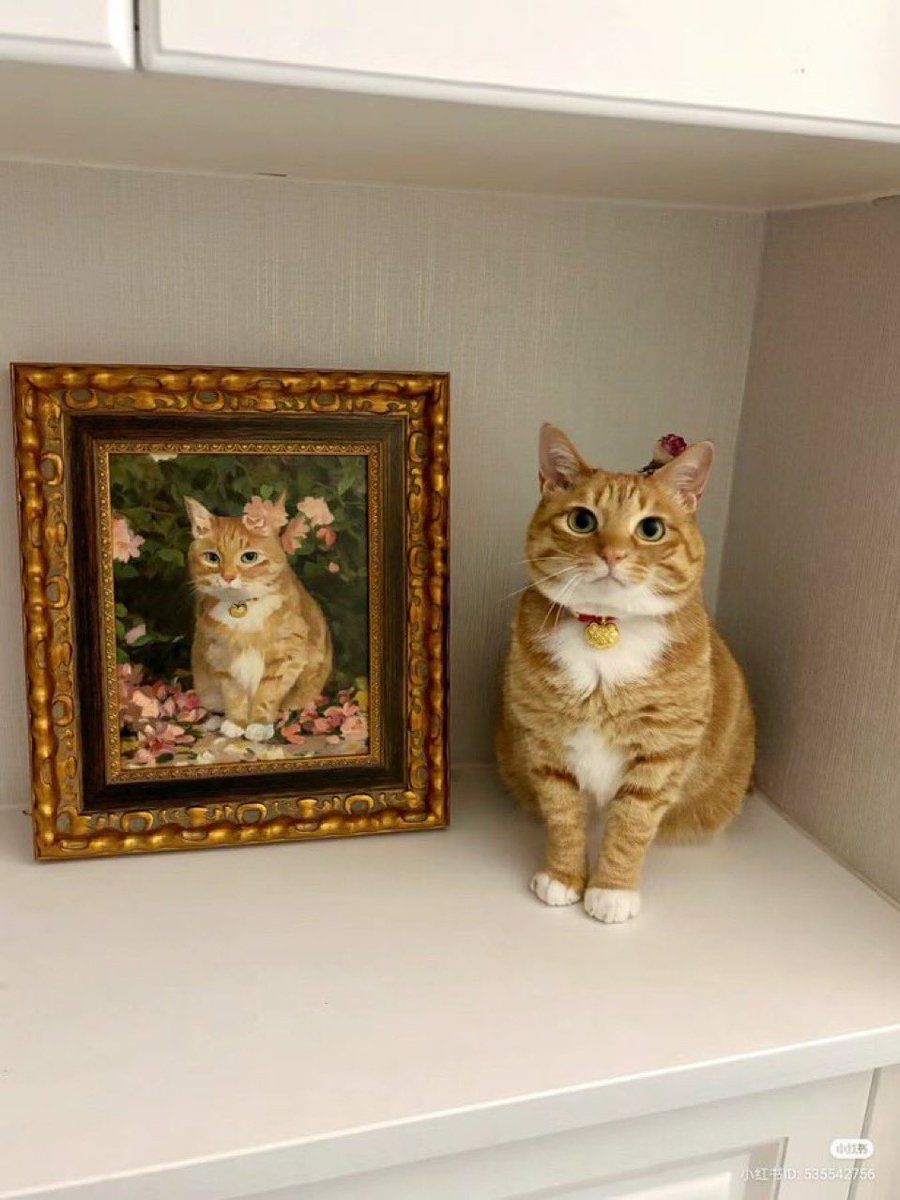 gatitos_qctd's tweet photo. https://t.co/neD20LITMk