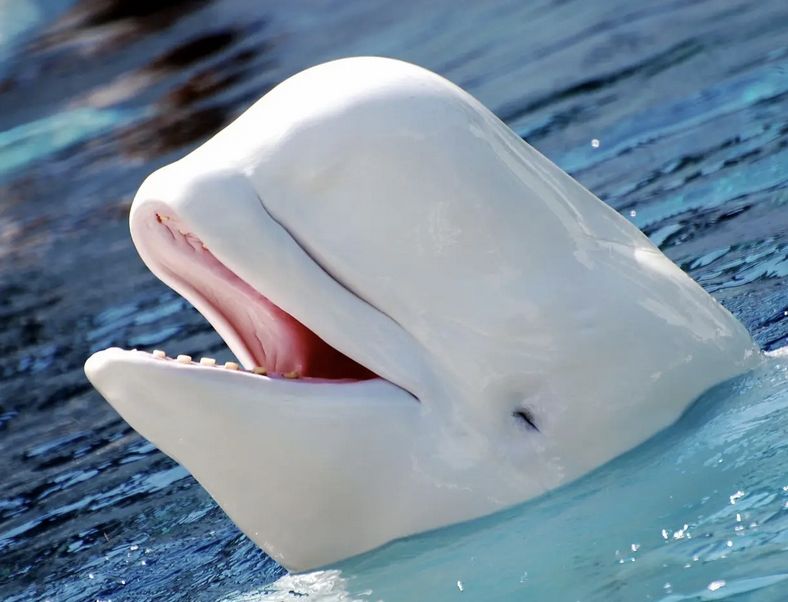 Artur - Library of Ohara tweet media