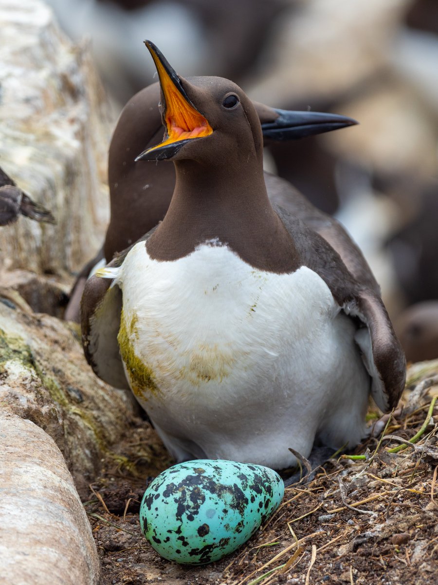 Question: is there a prettier egg than the guillemots'?

#Springwatch <a href="/BBCSpringwatch/">BBC Springwatch</a>