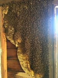 EcoBeeRemoval's tweet photo. 🌼🐝 Safe and Professional Bee Removal Services in Florida! 🐝🌼
Are buzzing bees causing a buzz in your home or garden? Don't worry, we've got you covered! 

Inspire and share with someone you love!!
#beeremoval #bees #savethebees #beekeeping #beekeeper #pestcontrol #honeybee🐝 https://t.co/UGitjlViTf