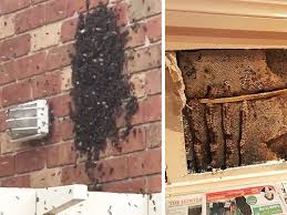 EcoBeeRemoval's tweet photo. 🌼🐝 Safe and Professional Bee Removal Services in Florida! 🐝🌼
Are buzzing bees causing a buzz in your home or garden? Don't worry, we've got you covered! 

Inspire and share with someone you love!!
#beeremoval #bees #savethebees #beekeeping #beekeeper #pestcontrol #honeybee🐝 https://t.co/UGitjlViTf