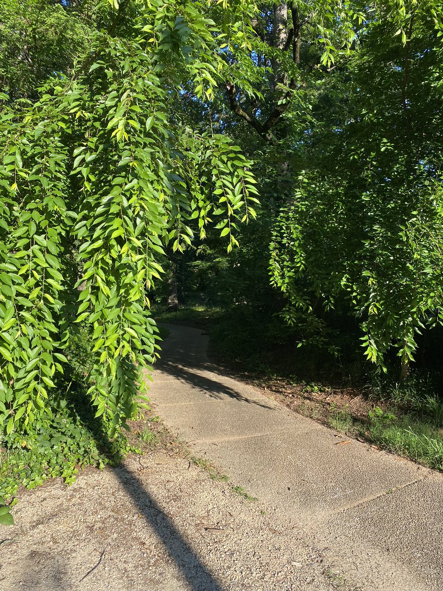 MetallicarlJCT's tweet photo. @marynewsom @MeckParkRec @mridenhour @StormWaterCM Latta park overgrown https://t.co/3FnVASjjpi