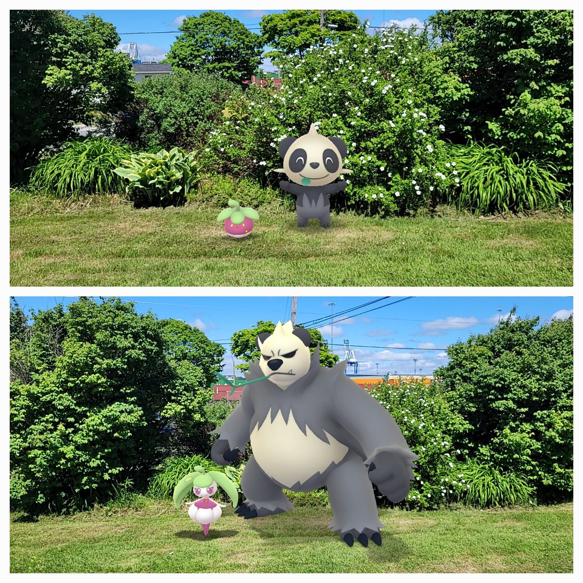 ProfessorChas's tweet image. They grow up so fast... 😢
#PokemonGO #GOSnapshot #PokemonGOARPlus #PokemonGOBuddy
#Bounsweet #Steenee #Pancham #Pangoro