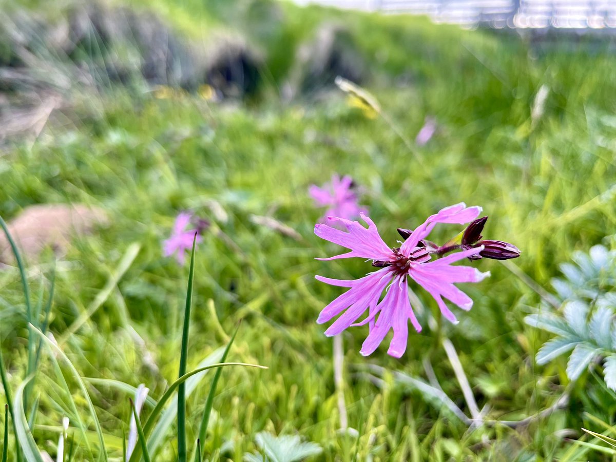 PlantLegacyScot's tweet photo. @sgsah engagement fund #Shetland day 3: fascinating meeting at #TheOldHaa in #Burravoe #Yell hearing about naturalist #BobbyTulloch and just enough time for #MuckleFlugga #Outstack and #Skawbeach #wildflowers bog cotton, ragged robin and more orchids https://t.co/BtdWDkWsnR