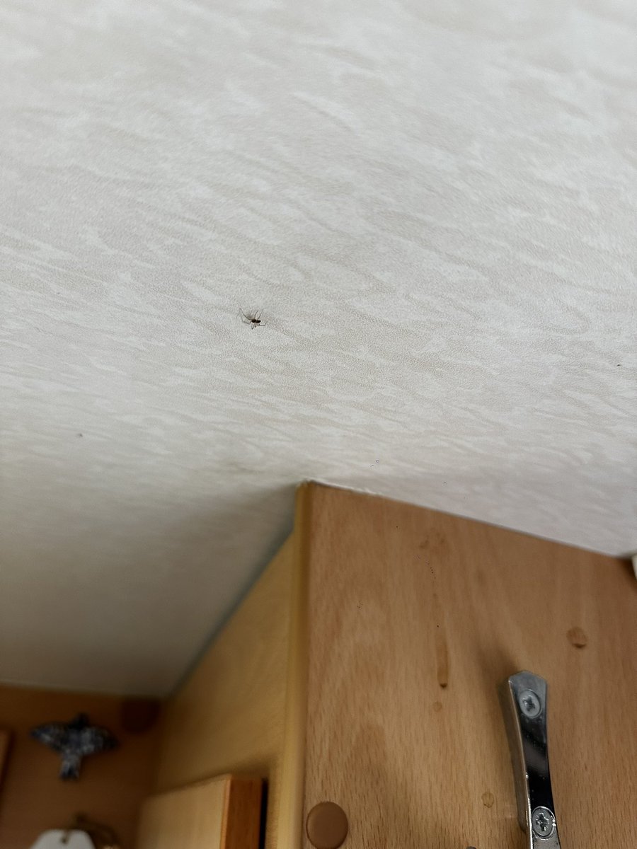 My own <a href="/emfSpiders/">EMF Spiders</a> spider making its way to Belgium #emfcamp