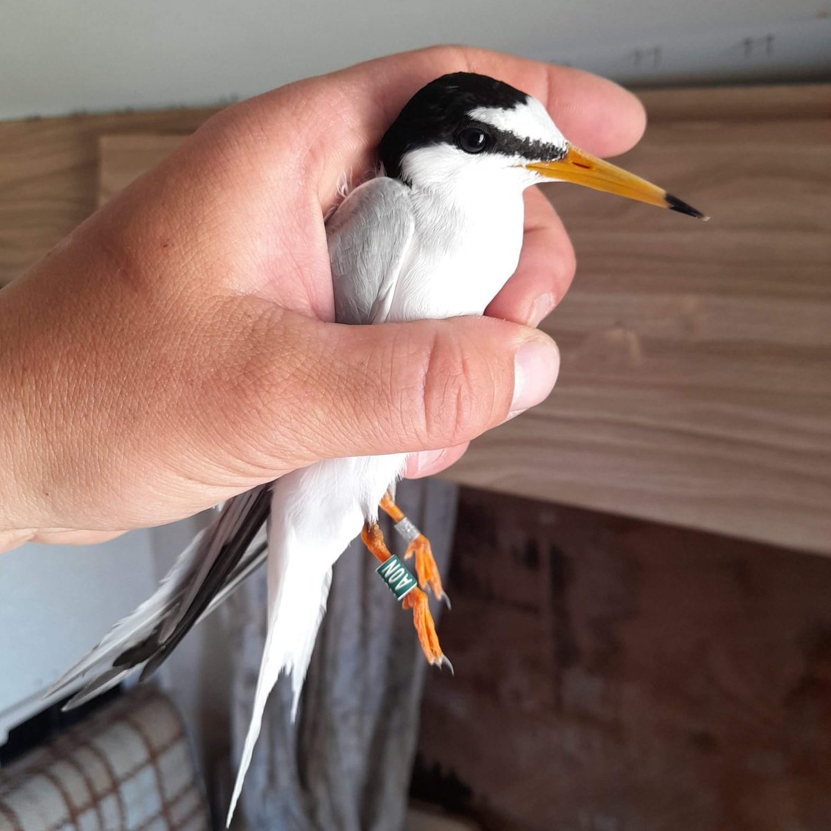 BirdWatch Ireland tweet media