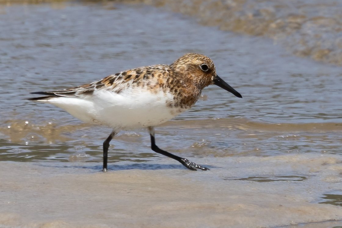delfingofe's tweet photo. Correlimos Tridáctilo, Calidris alba, Sanderling
Zeluán, Gozón , Asturias.
https://t.co/3vHyWLp2Al
https://t.co/TTZPSQVYAI
#correlimostridáctilo
#calidrisalba
#sanderling
#limicolas
#migraciondeaves
#pajaros
#fotografiadenatureza
#canonr5
#canonrf100500mm
#birding
#birds https://t.co/Y84ncKIiK9
