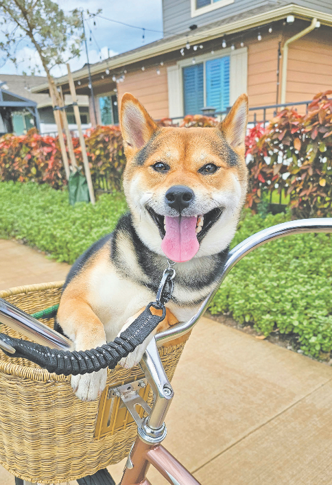 MidWeekHawaii's tweet photo. Luca is a Shiba Inu who lives in Ewa Beach. He loves making people smile and going on long walks and bike rides. His favorite toy to play with is Lamb Chop.
Photo courtesy Rigel Taylan.
#midweekhawaii #hawaii #westvoice #petoftheweek #dogsofhawaii #ewabeach https://t.co/BeNteaoYel