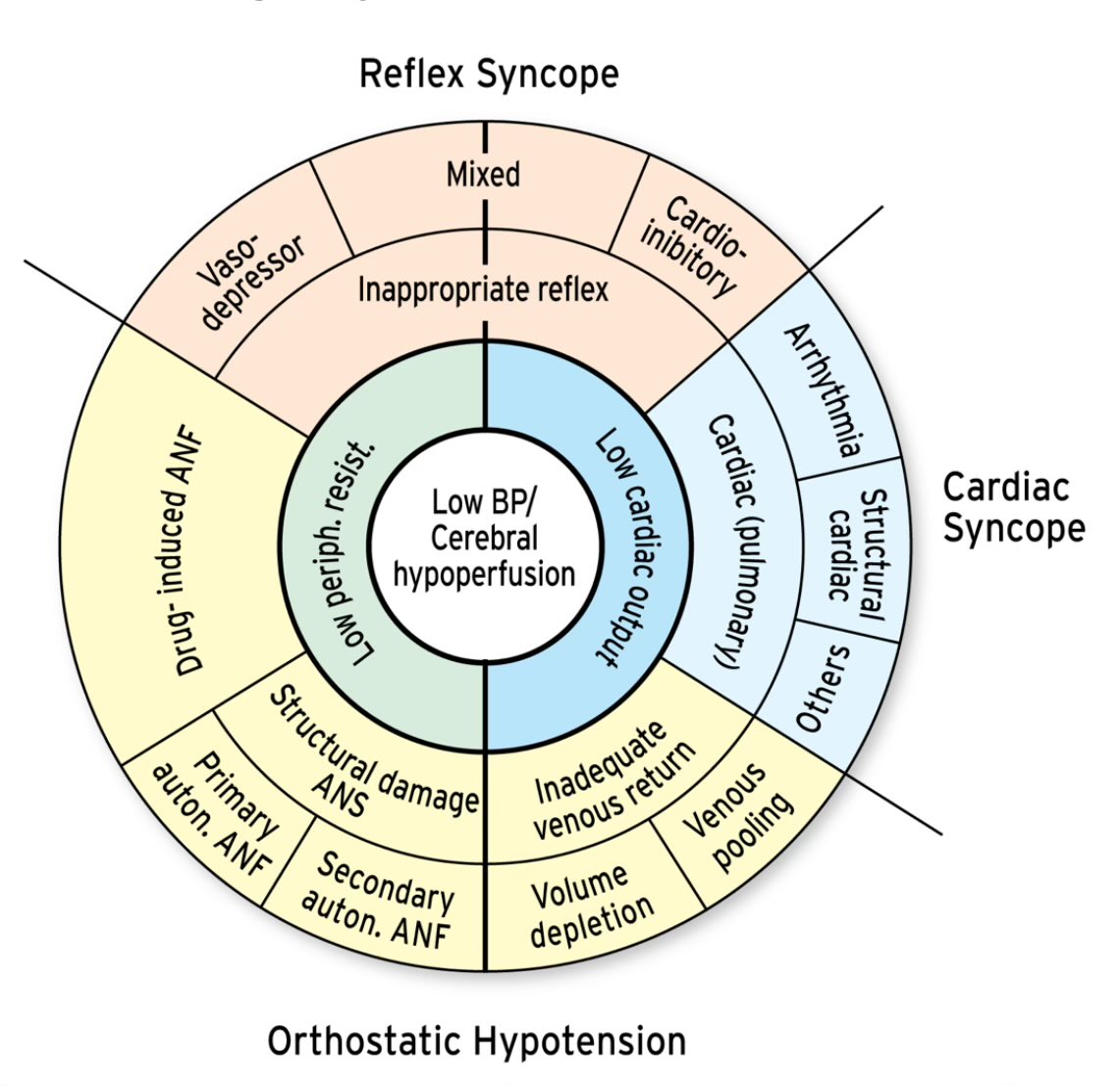 SeguraCardio's tweet image. Types of #Syncope 💫

#CardioTips