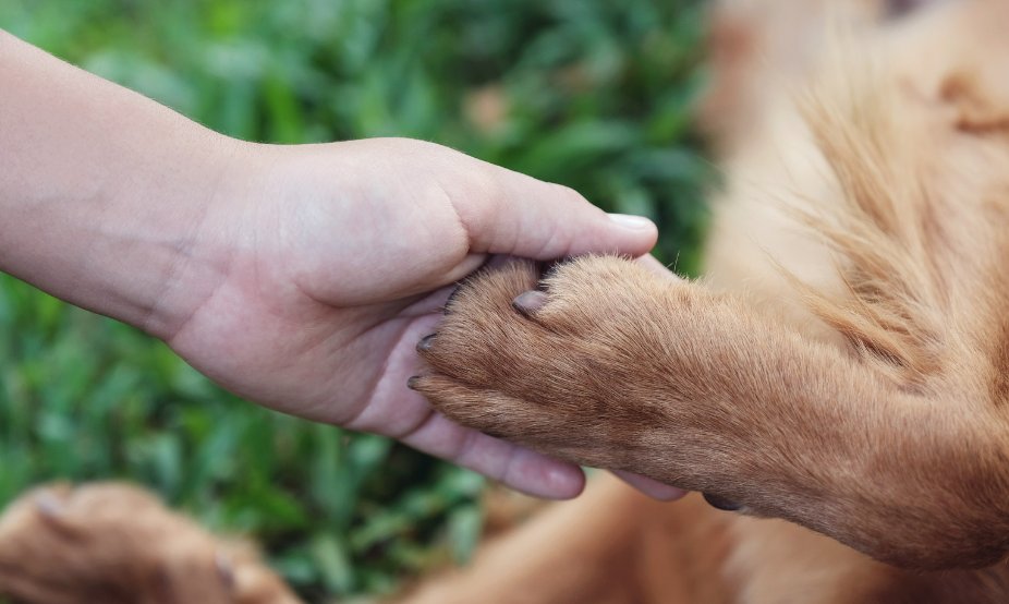 ¡Hola! ✨Creamos una iniciativa para difundir fundaciones que necesitan tu aporte durante este #CyberDay.

Ayúdanos a compartir cyberfundaciones.cl  y ayuda a animales, personas e iniciativas increíbles 🙏

Corre la voz, da RT y cumplamos metas 🤝