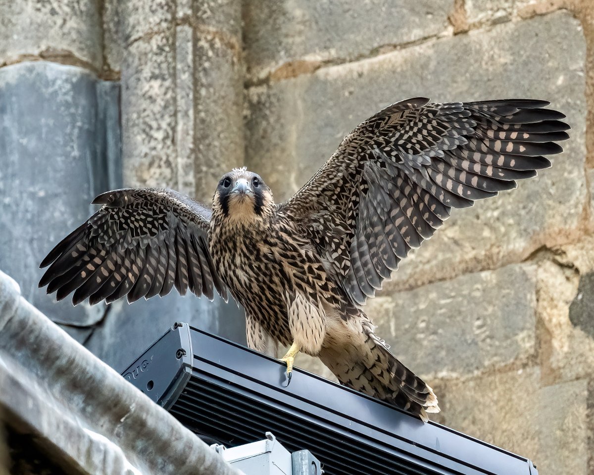 Left the nest yesterday at Lincoln Cathedral.  
Having a bit of a flap and a wander on the south transept roof.  Taken a liking to one of the floodlights.
3 siblings still in/near nestbox.