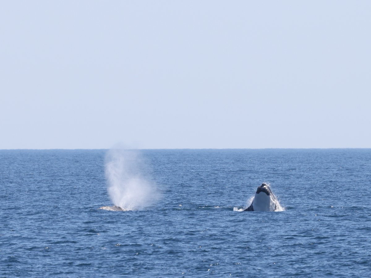 New England Aquarium tweet media