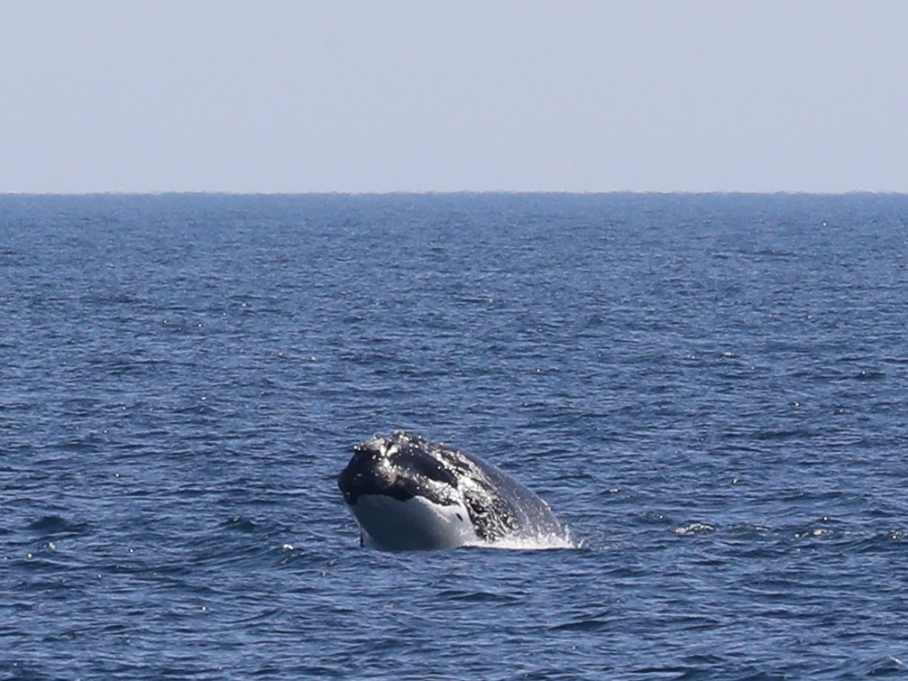 New England Aquarium tweet media