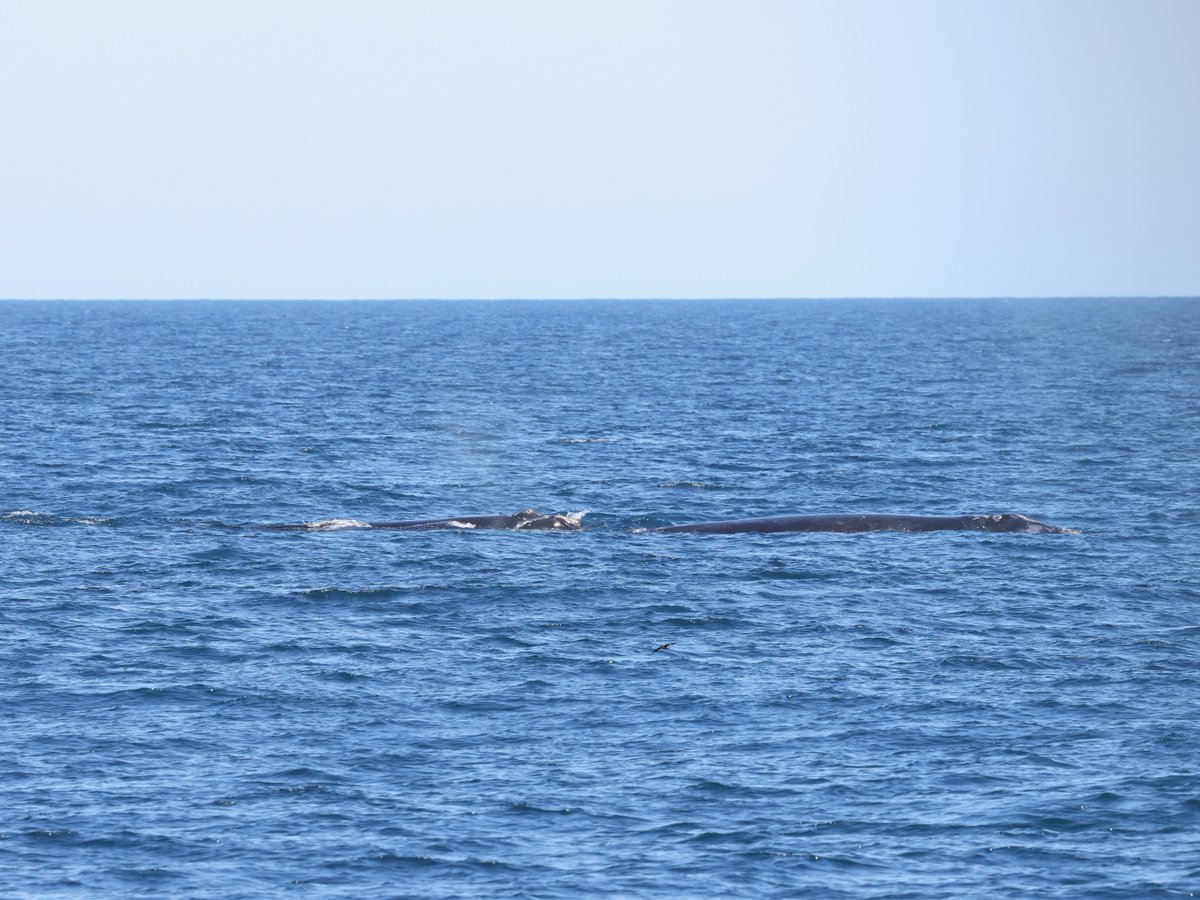 New England Aquarium tweet media