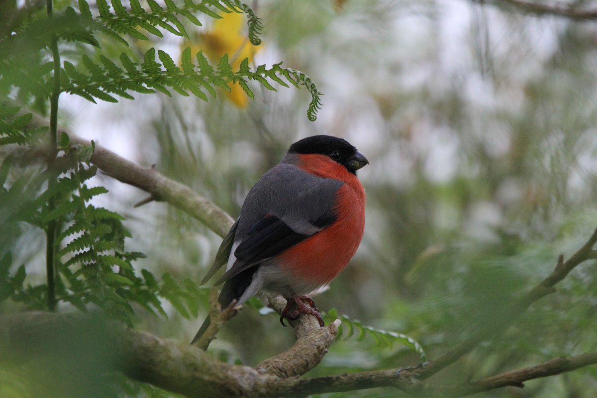 Some colour on a dreary day at Ham common 

<a href="/harbourbirds/">Birds of Poole Harbour</a> <a href="/DorsetBirdClub/">Dorset Bird Club</a>
