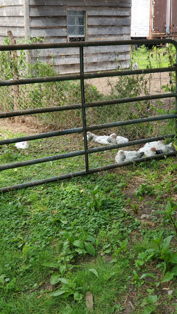 Sourine3's tweet photo. My ๐ R roaming freely. They're so pretty too. Many of my Asian friends asked me if can they kill my chickens during the winter. I was like "what the f" no. Go to Costco buy chickens there!! #farmerInTraining https://t.co/LwXDLKAdmE