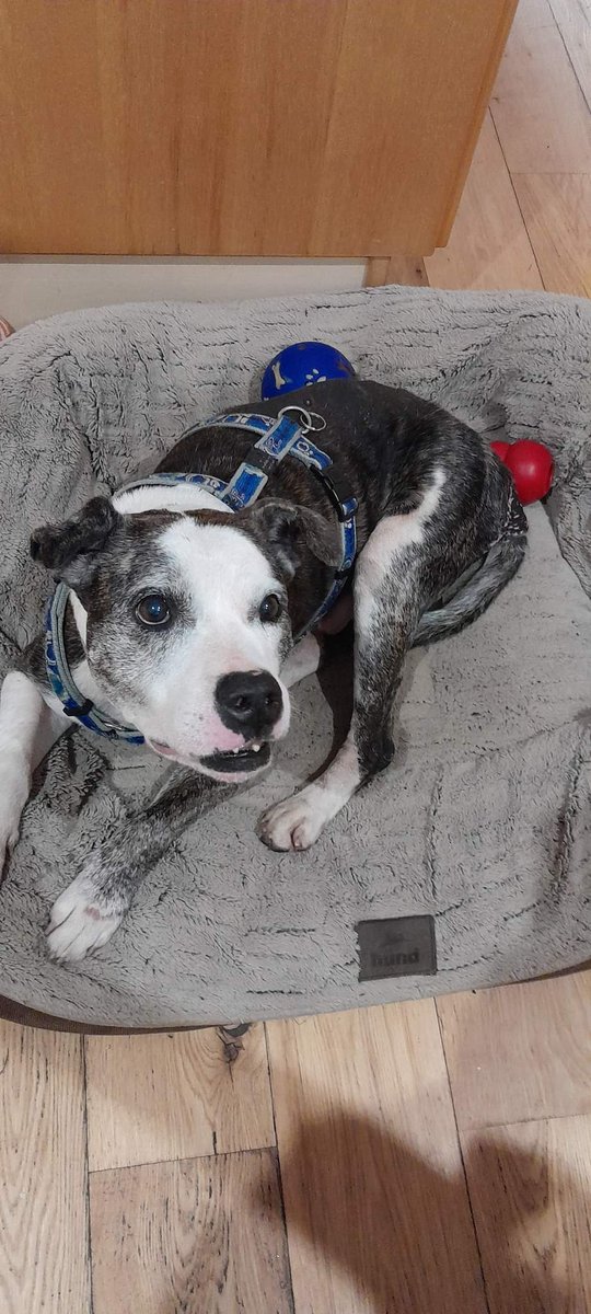 Bubbles <a href="/SeniorStaffy/">Senior Staffy Club Dog Rescue</a> is people  dog and cat friendly and in need of a loving furever home this #rehomehour please help?
For more info click this link...
seniorstaffyclub.co.uk/adopt-a-staffy… #TeamZay #adoptdontshop #rescuedog