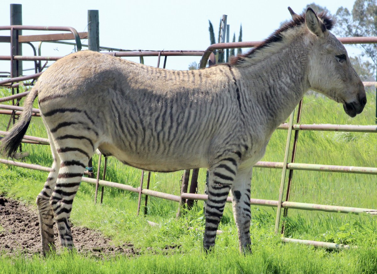 Azevedo2W's tweet photo. @Yuki_Images @BottleRockNapa @VisitNapaValley Adorable!
I visit this Zonkey once in a while. He lives a few miles from my house.
#KnightsFerry https://t.co/1q8eFuoqle