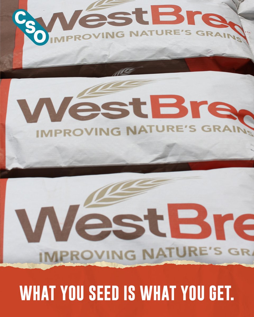Reusing your old wheat seed is probably costing you more than it’s saving you. Check out all the advantages of planting Commercial Seed Only (CSO) varieties from WestBred every year. 👉 spr.ly/6017eARAT 

#SeizeTheSeason #CSOWheat