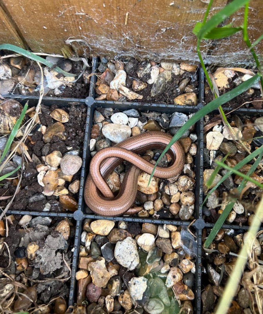 kellycholwill's tweet photo. @BBCSpringwatch checking out my garden more closely… https://t.co/V74Ho4K5FV