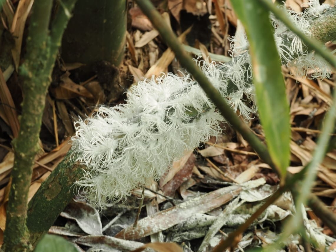 FritillaryLilly's tweet photo. Encountered on a walk in #KaengKrachan national park in #Thailand. On close inspection the fluff moved and jumped. Meet the #flatid #planthopper nymphs. #flatidae #insects #bugs #TwitterNatureCommunity #ento #entomology #wildlife https://t.co/49NbtAuamr