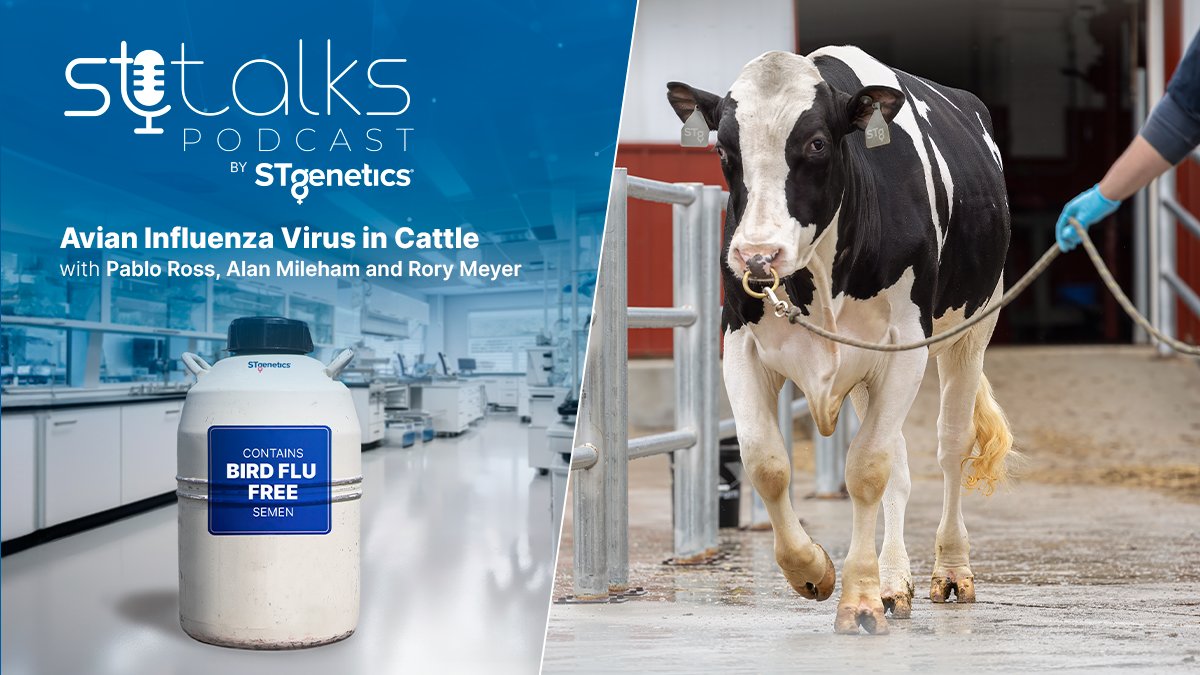 STgenetics's tweet photo. In our next #STtalks episode, we learn about the dairy industry’s ongoing highly pathogenic avian influenza (HPAI) condition within the lactating dairy cow population in the U.S. To learn more: https://t.co/qG6zPVViPi or https://t.co/5XCQCstUd5 #STgenetics https://t.co/px85FIJZ8n