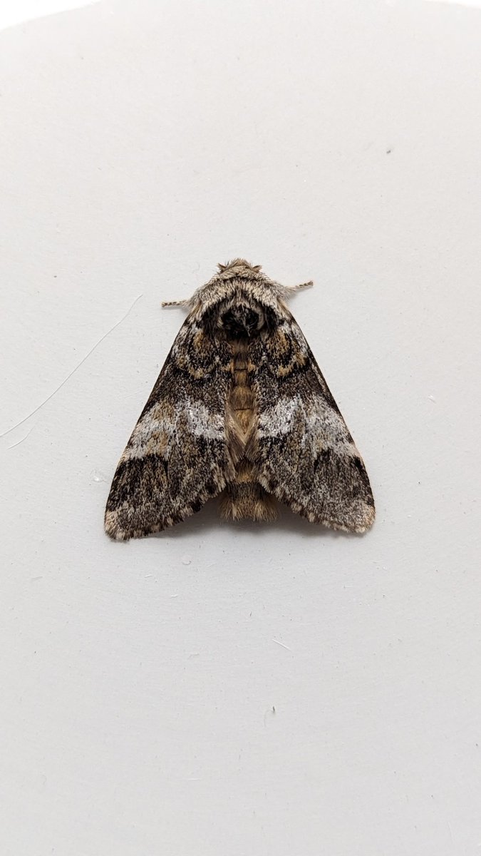 BirdBeards's tweet photo. 23/16 to le MV hier soir, but 4 of those were Nfg and decent tetrad records: Marbled Brown (2), Yellow Spotted Tortrix, Marbled Orchard Tortrix(2)and Notocelia rosaecolona. #mothage #moths #teammoth #gardenmoths https://t.co/vvX3M5Ufay