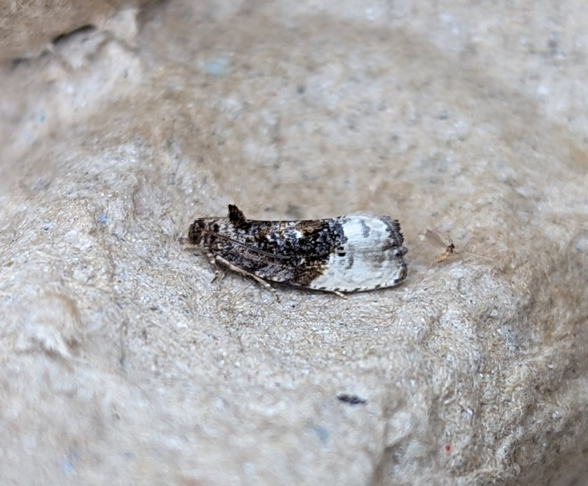 BirdBeards's tweet photo. 23/16 to le MV hier soir, but 4 of those were Nfg and decent tetrad records: Marbled Brown (2), Yellow Spotted Tortrix, Marbled Orchard Tortrix(2)and Notocelia rosaecolona. #mothage #moths #teammoth #gardenmoths https://t.co/vvX3M5Ufay