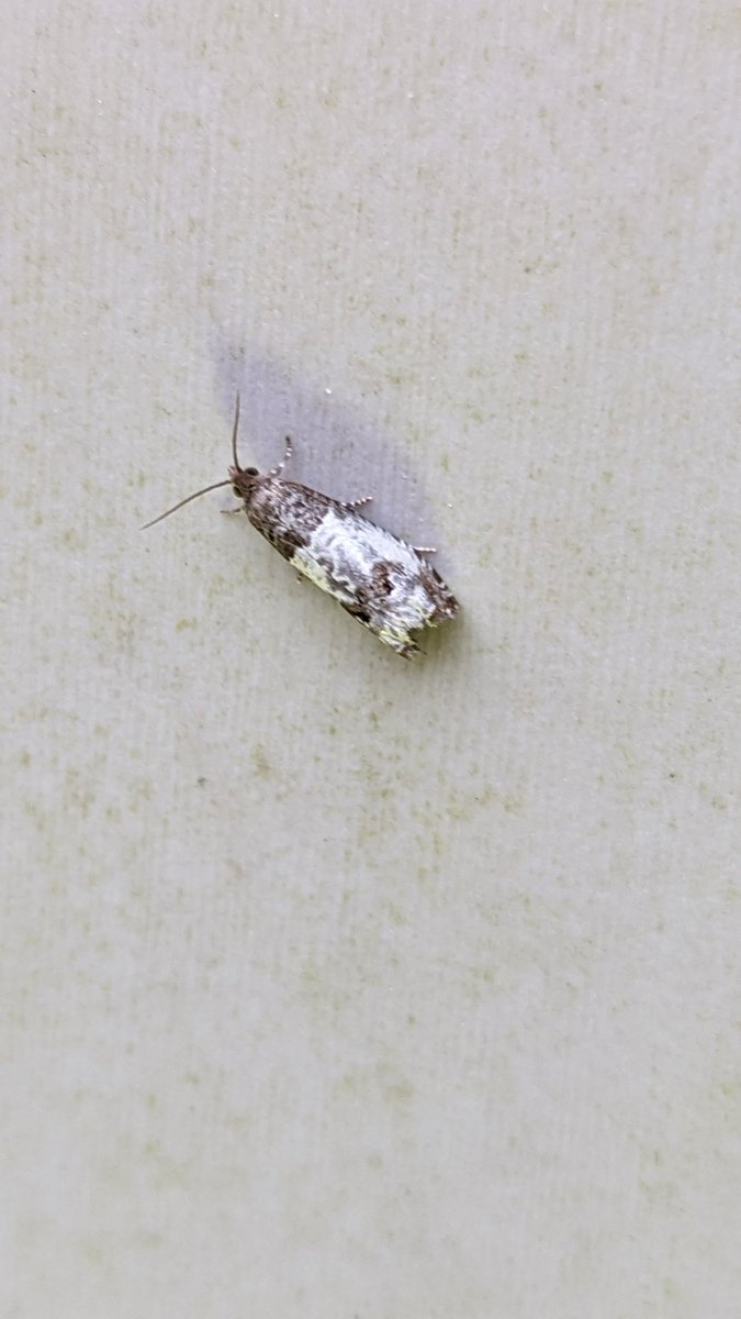 BirdBeards's tweet photo. 23/16 to le MV hier soir, but 4 of those were Nfg and decent tetrad records: Marbled Brown (2), Yellow Spotted Tortrix, Marbled Orchard Tortrix(2)and Notocelia rosaecolona. #mothage #moths #teammoth #gardenmoths https://t.co/vvX3M5Ufay