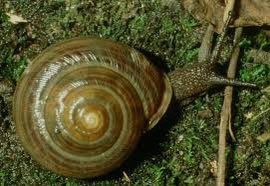 Life skills- students have shown resilience and were not defeated when they returned from half term to see we’d had visitors in our veg plot. Planting to resume again. Onwards and upward 🫣🤞