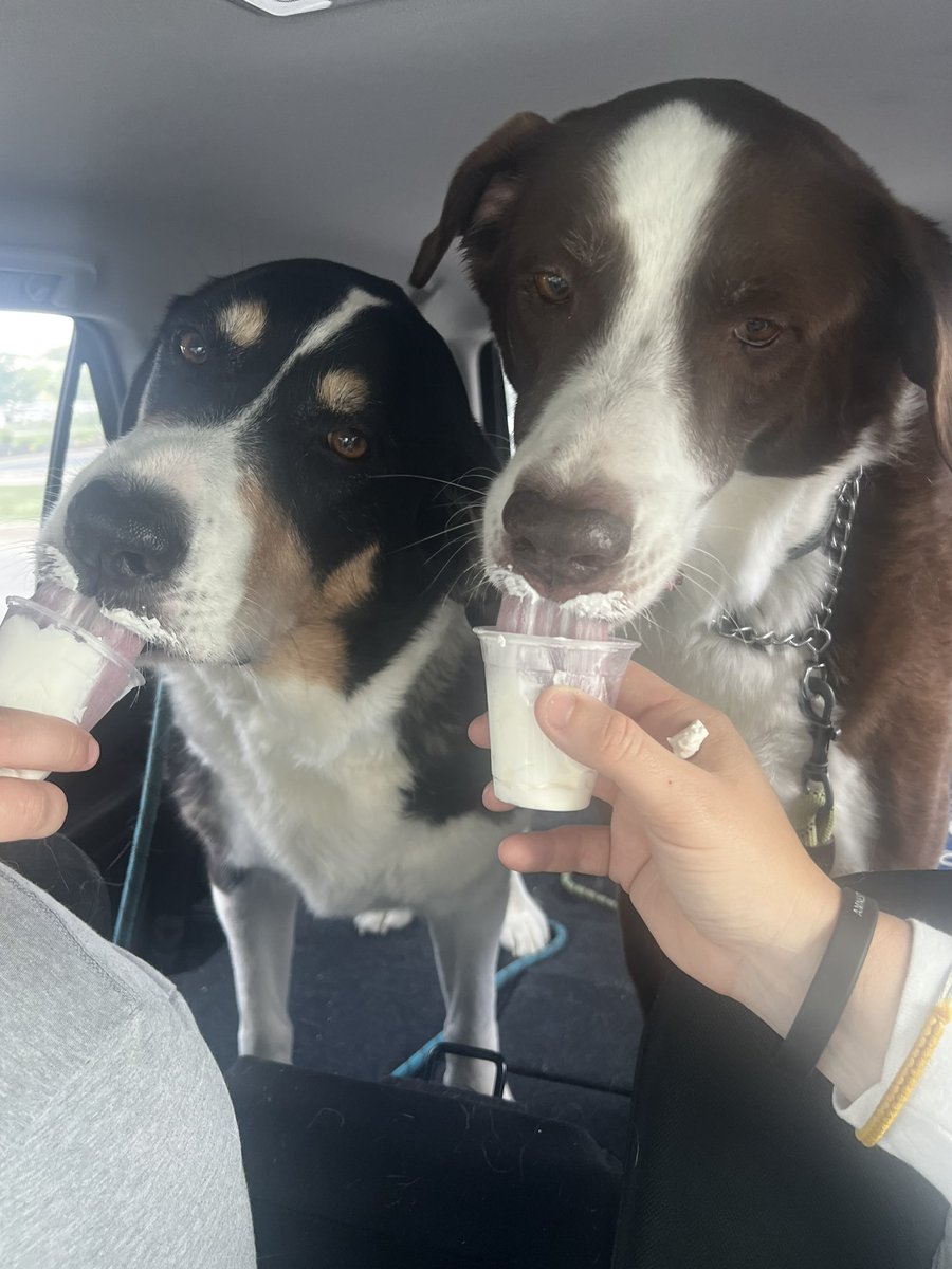 cassynicolay's tweet photo. We didn’t even pee on the floor! Ten is the perfect age for the vet. https://t.co/BZ1fvOf6yJ