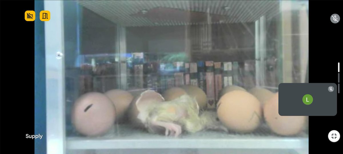 And we have our first chick... we can't wait for all the children to meet them tomorrow. 
Unfortunately the camera shut down just after 8pm. We will try and rectify this tomorrow.