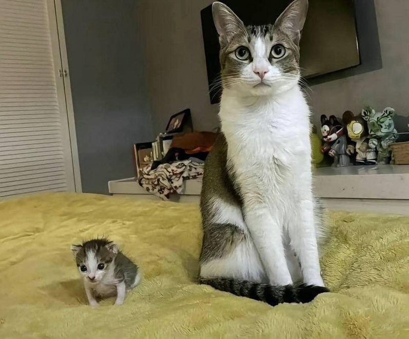 cat &amp; CAT