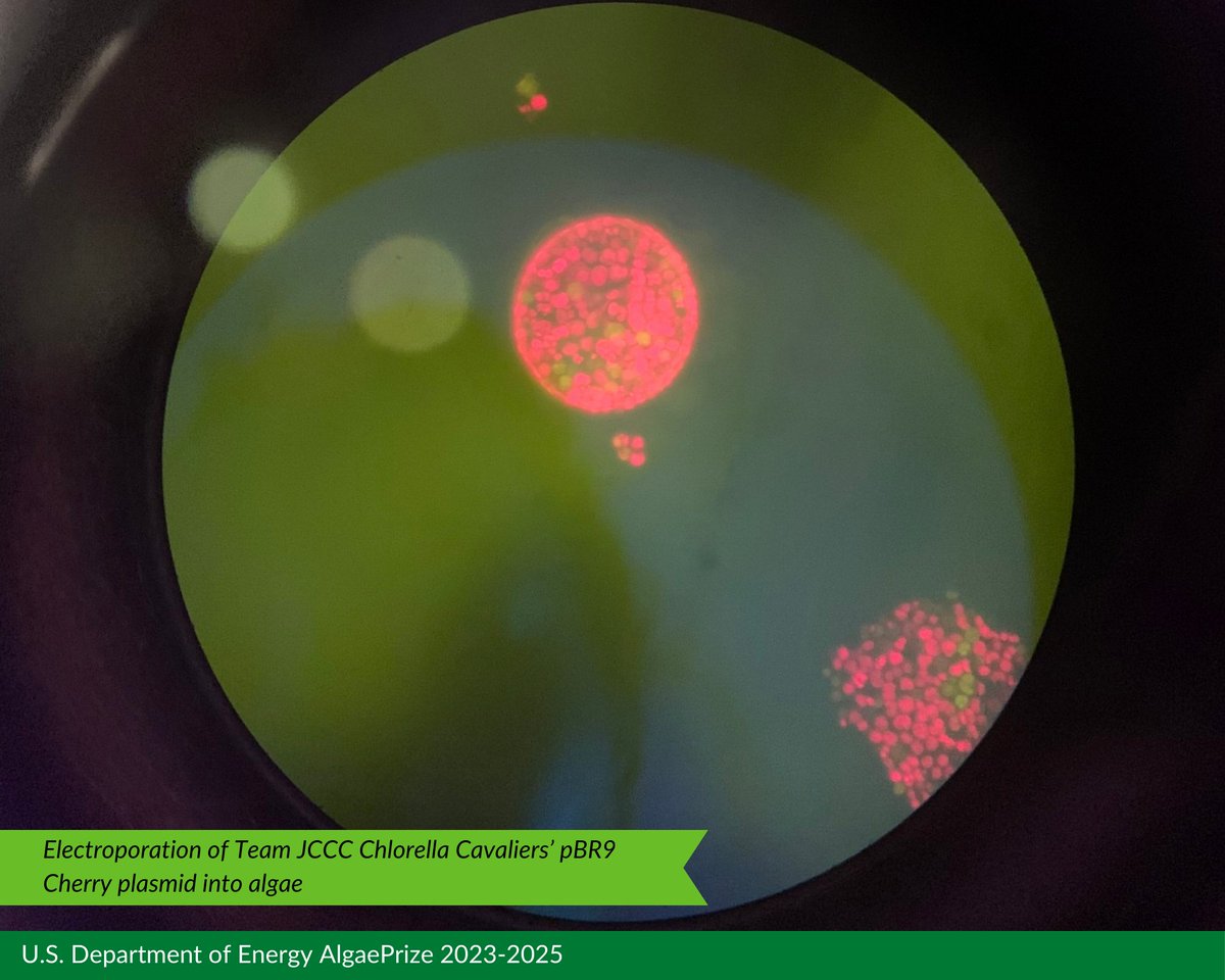 AlgaePrize's tweet photo. U.S. Department of Energy AlgaePrize finalists update! From experimenting on Lunar and Martian regolith mixed with OHD-treated algae liquor, to setting up a critical reaction using gaseous ozone on algae lipids, they're revolutionizing algae. Follow here: https://t.co/vbHDeU6ym2 https://t.co/4821P9EBJq