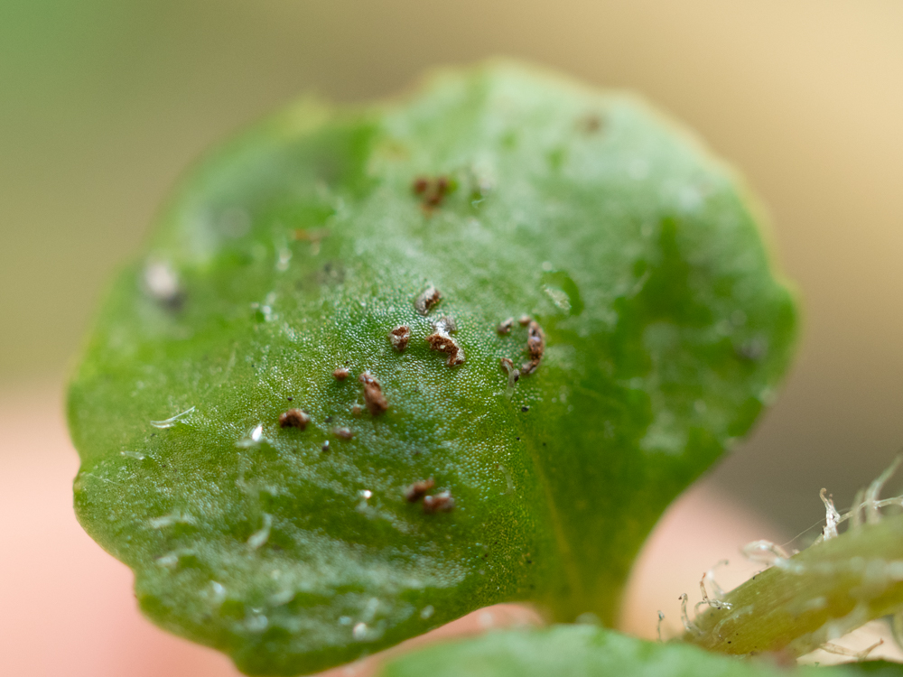 erikslootweg's tweet photo. Telia of Puccinia chrysosplenii (goudveilroest) on Chrysosplenium oppositifolium (paarbladig goudveil), near Nijmegen. Have been looking for this species for some time. Glad that @NielsEimers discovered it a few weeks ago. #rustfungi #wildplantdisease https://t.co/x510FNbfN4
