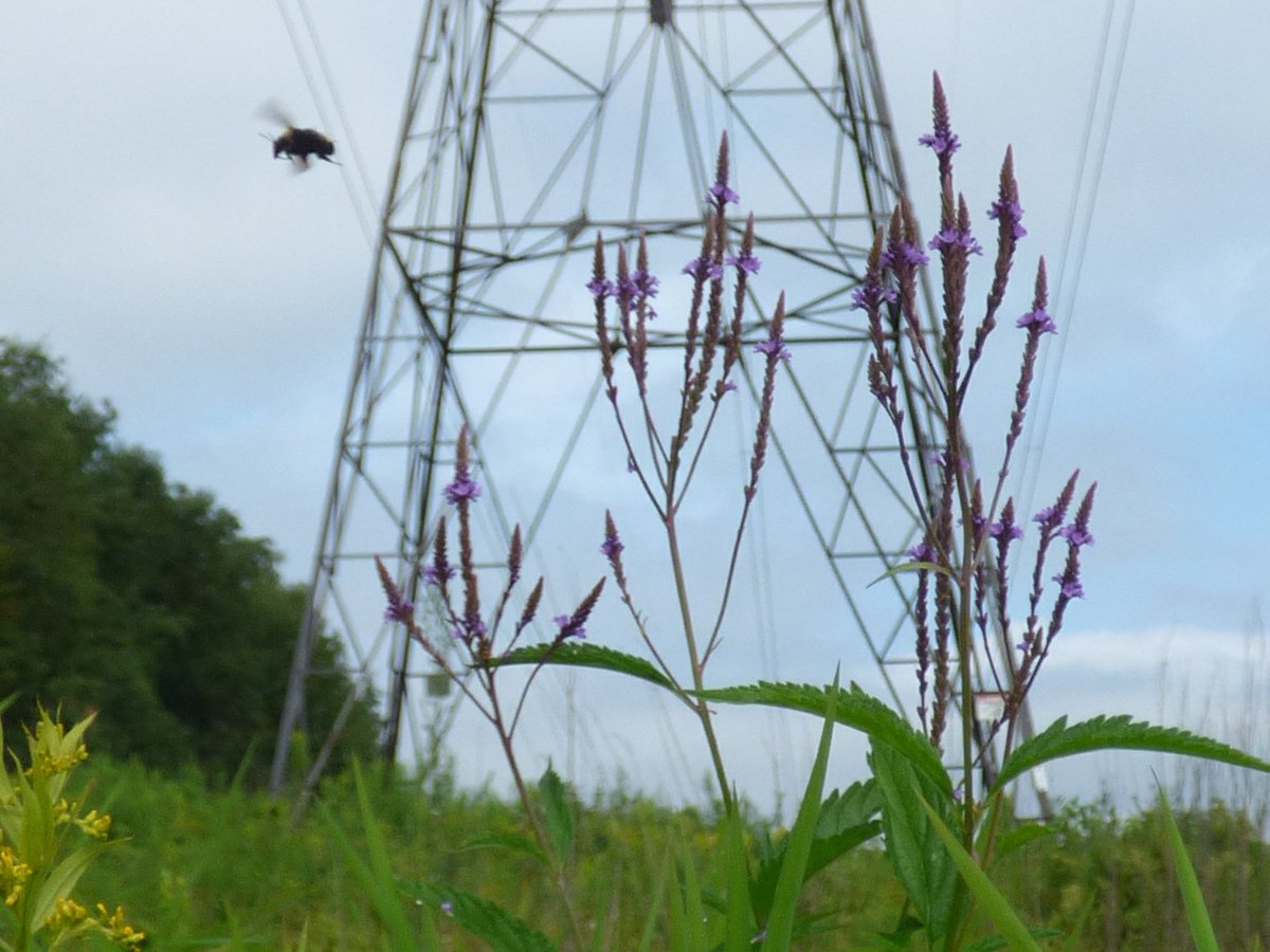 NYPAenergy's tweet photo. Cultivating plants that bees, butterflies + other pollinators need can help save #pollinators and ensure a healthy environment for future generations.
Stay tuned later in the month to our social channels during #PollinatorWeek to learn more!
#PollinatorMonth #PowerInPollinators https://t.co/ASlWVDrx7c