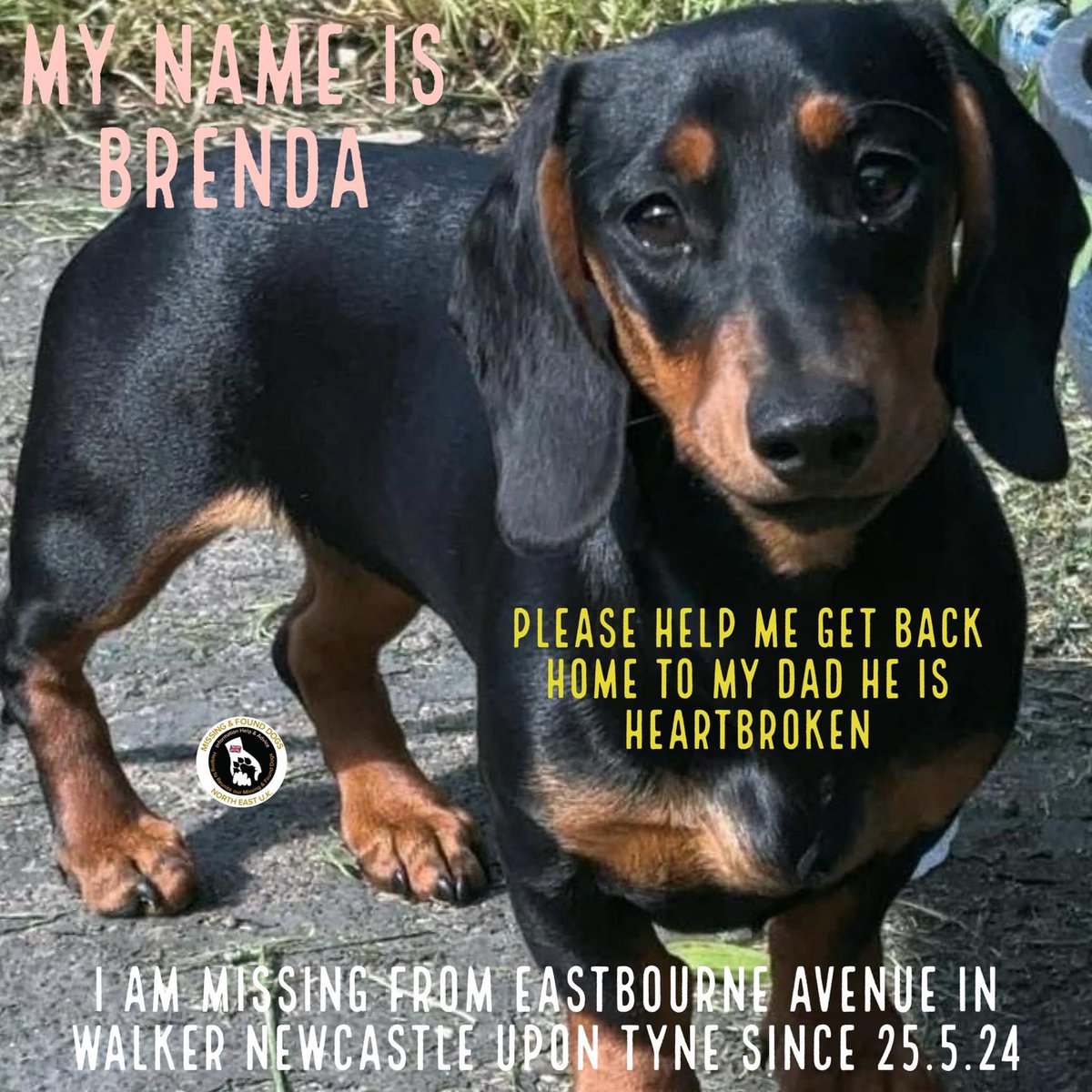 ❌BRENDA IS STILL MISSING❌
BLACK&amp;TAN #DACHSHUND MISSING #WALKER AREA #NEWCASTLE
Pls could every1 keep an eye out #Byker #Wallsend surrounding areas
She escaped from garden Sat 25.5.24
<a href="/bykercc/">Byker C.C</a> <a href="/BykerTrust/">BykerCommunityTrust</a> <a href="/EdBykerBooks/">Byker Books</a> <a href="/EnjoyWalkergate/">Walkergate - Drink. Dine. Socialise.</a> <a href="/WalkergateF/">Walkergate FC</a> <a href="/WallsendClrNews/">WallsendNews</a> <a href="/JacquiSaid/">Dogs of Tooting 1</a>