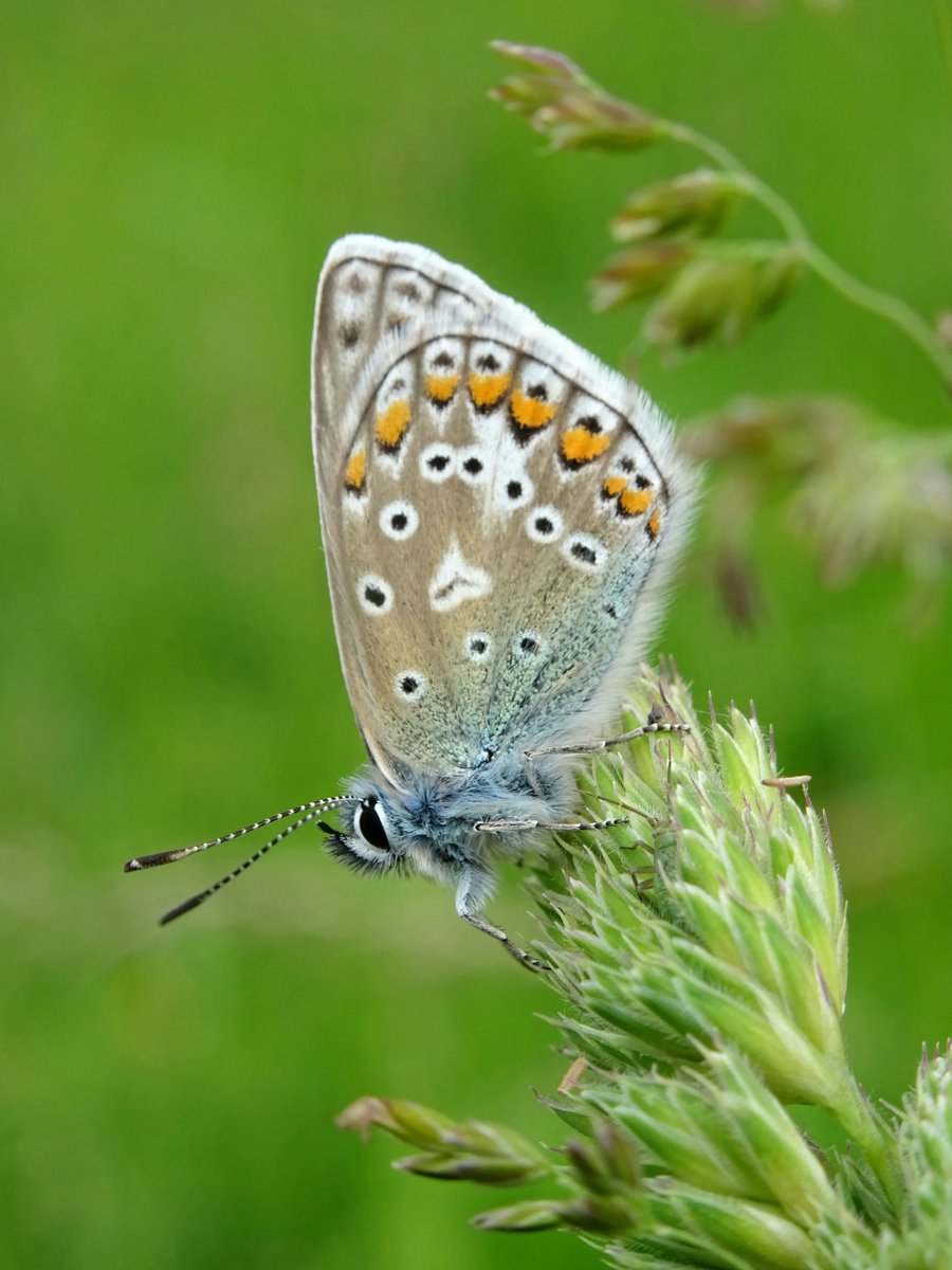 JenStone987028's tweet photo. A Common Blue butterfly seen yesterday in Cheshire. Aren't their underwings just stunning!? 😍🦋 https://t.co/74WhKXadRx