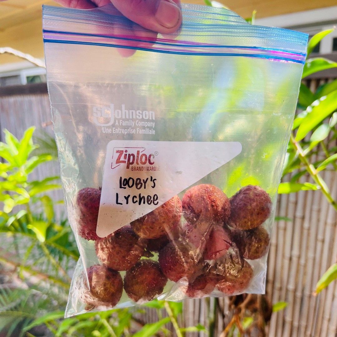 loobysmobile's tweet photo. There's a rumor going around that if you tip your Looby's technician with fresh fruit, they will give your car a quick vacuum... completely free of charge. To be clear, these claims are baseless and absolutely false. 

#MobileOilChange #Maui #Looby's https://t.co/9lAWwrO9De
