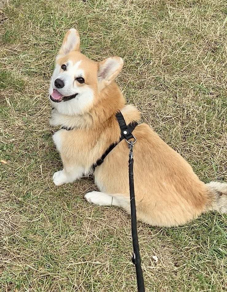 HoMarchand's tweet photo. #InternationalCorgiDay mon rayon de soleil 🥰 https://t.co/W58gjgurVX