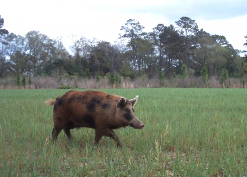 orlandosentinel's tweet photo. ‘We’re not gonna barbecue our way out of this’: Wild pigs, conquering all Florida counties, are now taking over the U.S. https://t.co/KYK7J9tvBE https://t.co/pYyb5P78ME