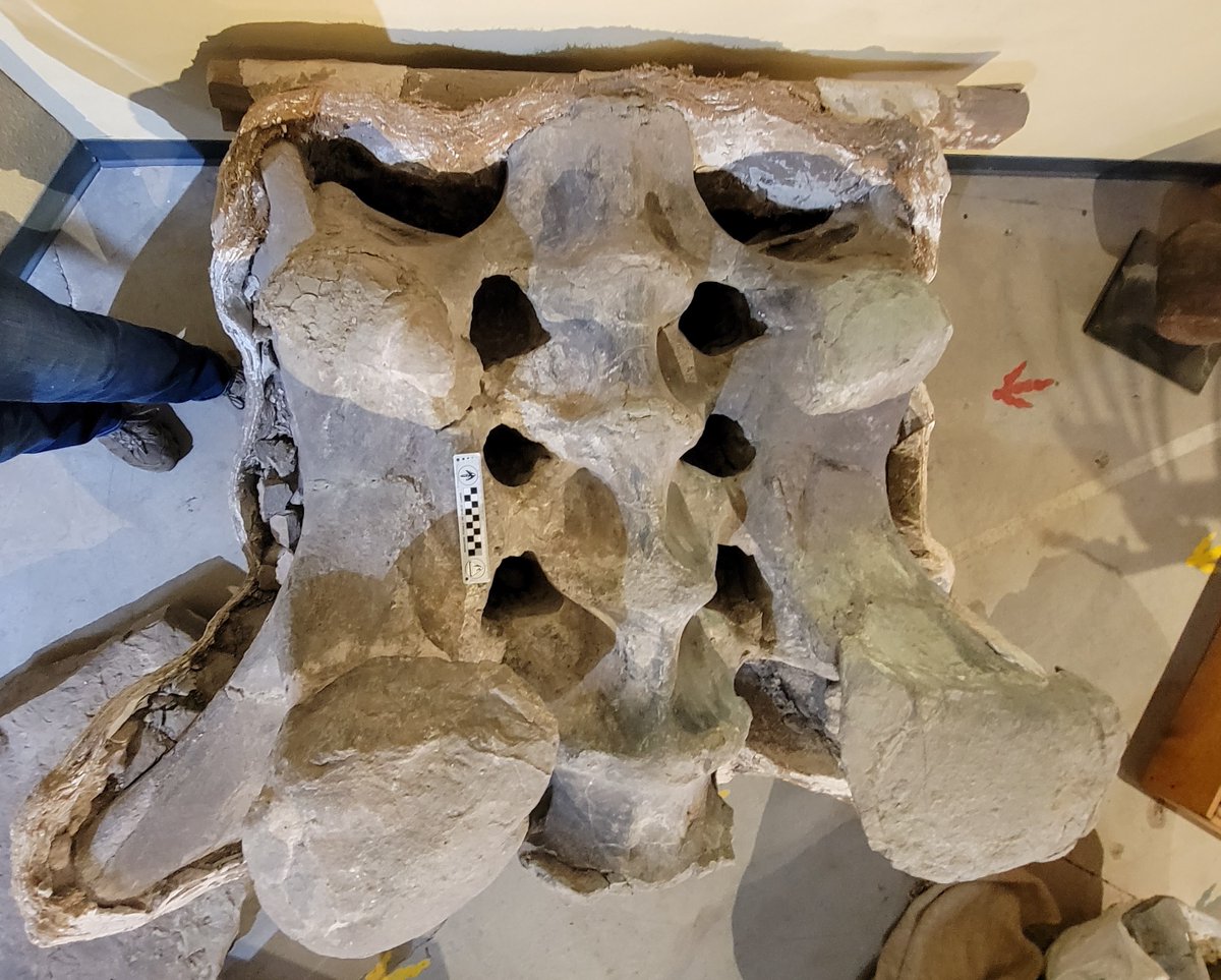 31 Years Ago... MWC volunteers Dorothy Fredette &amp; Pete Mygatt thought they were digging different bones at Mygatt-Moore Q. But they'd actually found two ends of a HUGE Apatosaurus sacrum! Today, the sacrum is on display in the exhibit hall.  #dinosaurs #40YearsDigging #BLMPaleo