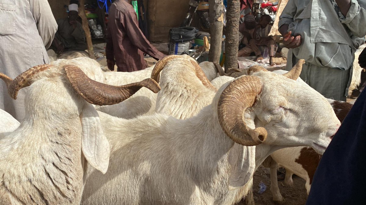 bekimashood_A's tweet photo. Tell us your budget, we shall get you a reasonable, healthy and affordable ram ahead of the Ileya festival. 

~🤠 https://t.co/Bx7iA6ZLmY