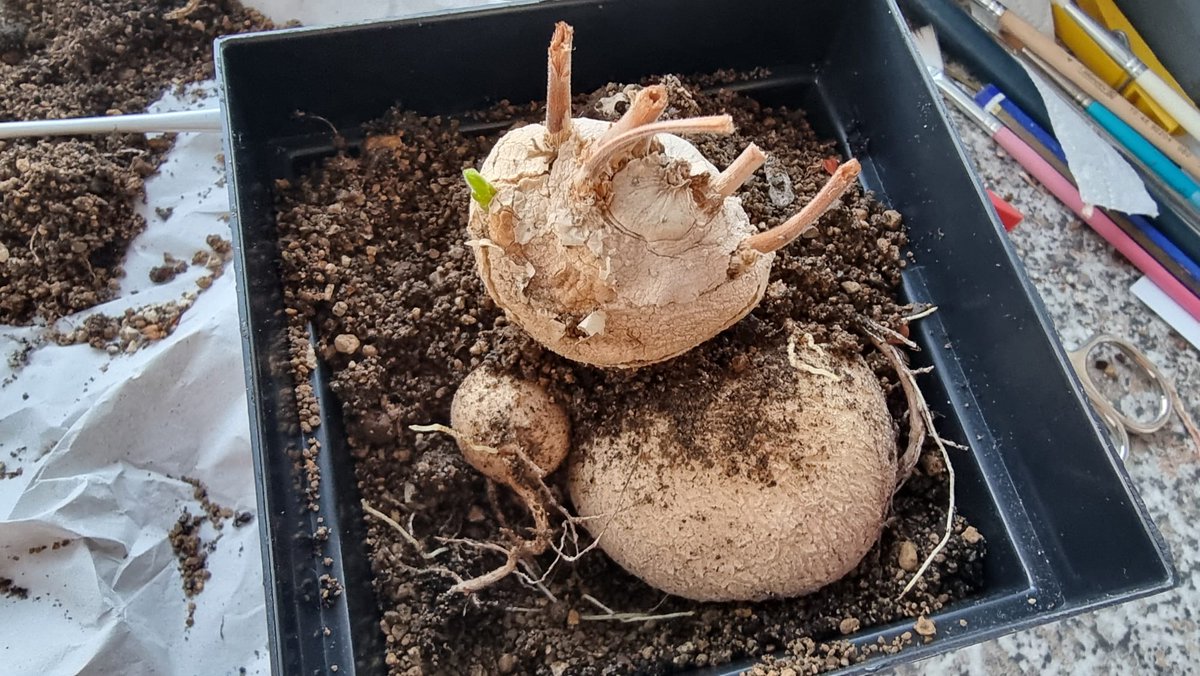 The same plant today :)
