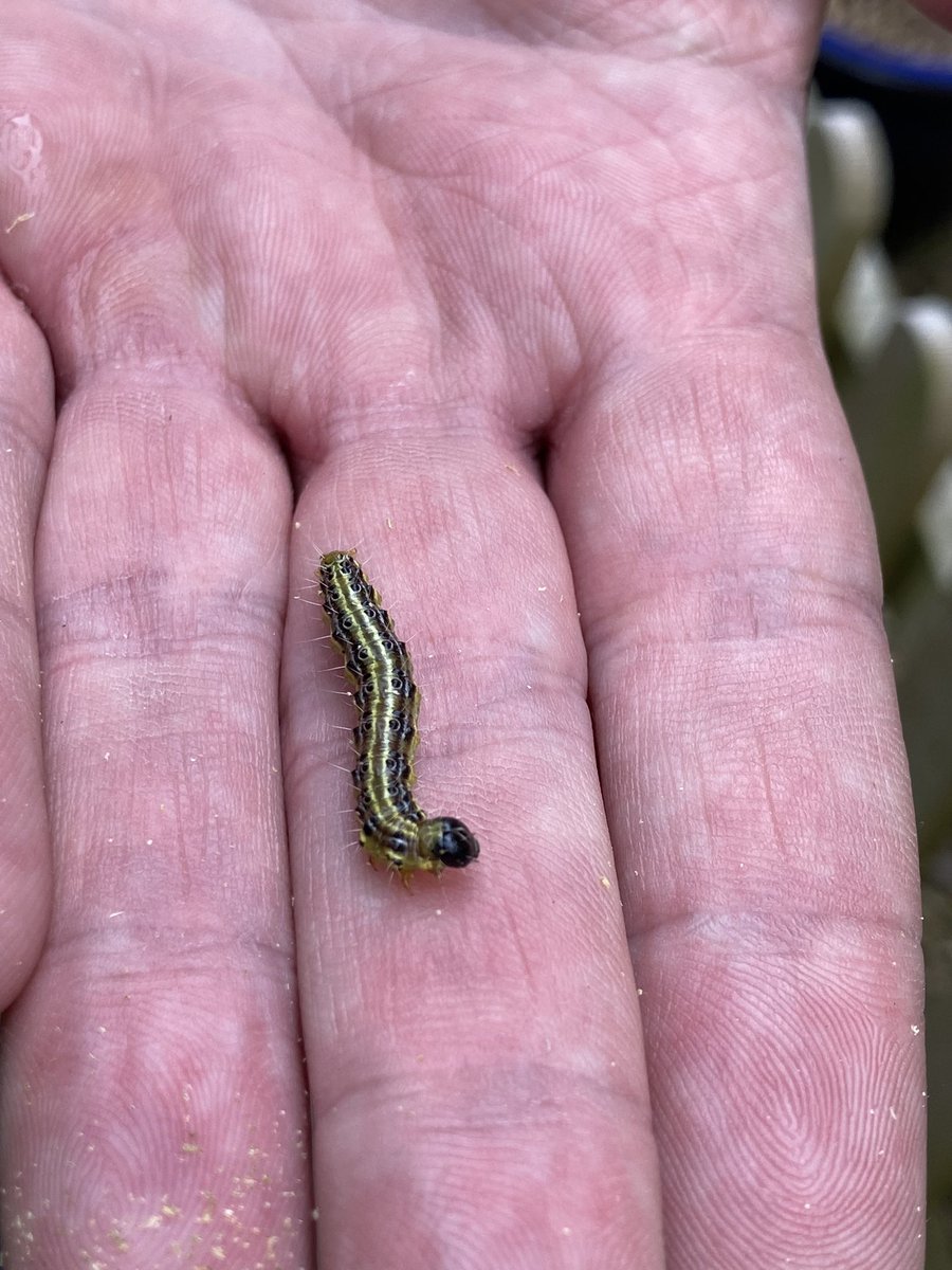 fayehatcher's tweet photo. Any guesses what this is and why it’s SO naughty ? That’s right- it’s the box bush caterpillar and it’s causing utter devastation across #Stroud and beyond ! But, there’s so much more to this story. The full article coming soon @StroudTimes 🐛
#boxbush #caterpillar https://t.co/m5AwmdQfdq