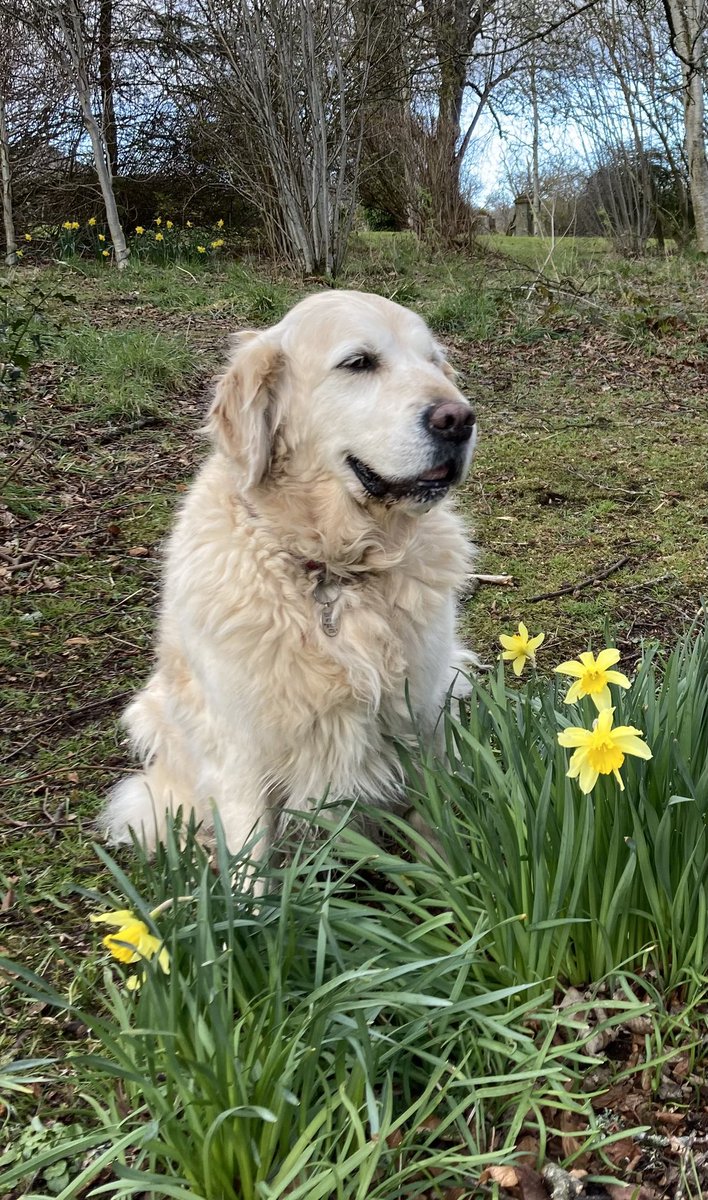 🌈 Jonti 10/4/10–4/6/24🌈
Hello all my frens and Humum’s frens.
I crossed over the bridge today after taking ill on Sunday. Don’t be sad like HuDad and Humum, I’ve lived my best life, full of love, adventures and friends.
Take care til we meet again 
Jonti xx