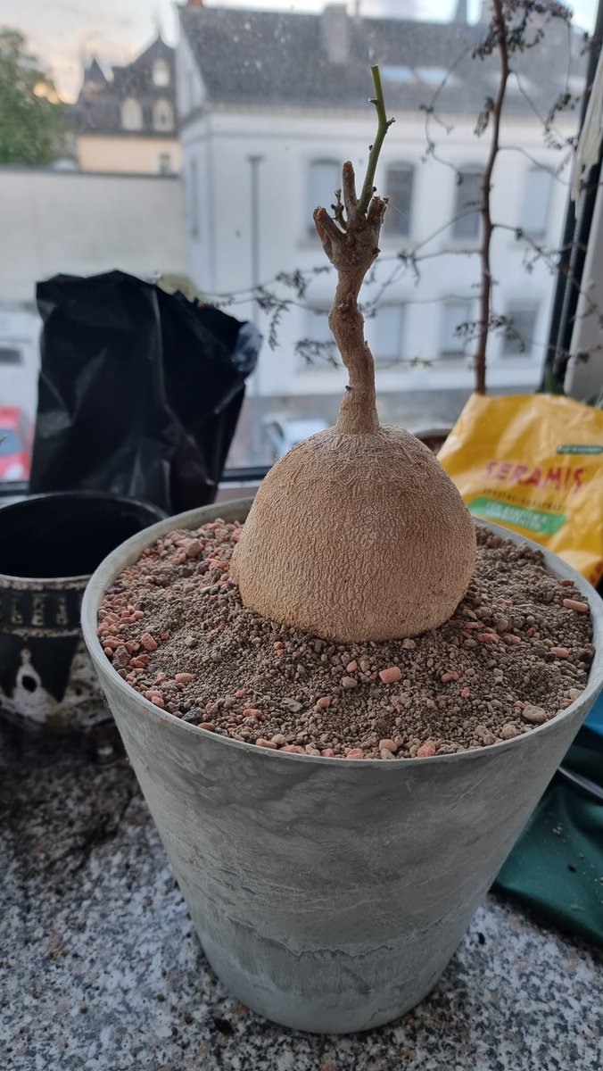 The same plant today ;)