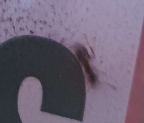 kenderlikee's tweet image. dont ever buy strawberries from morrisons man wtf