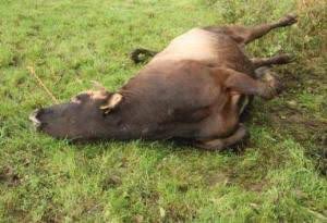 SarahBireete's tweet image. The situation we are in is best described by a Runyankole adage:“AHARUUFU RWENTE TIHARIHO BWA YENSIRU” -‘there is no stupid dog after a cow’s death’. @KagutaMuseveni closed both eyes to corruption in order to keep power; and ‘frogs are climbing on top of houses’ #StateOfTheNation